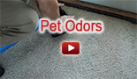 pet odors San Ramon Carpet Cleaning California